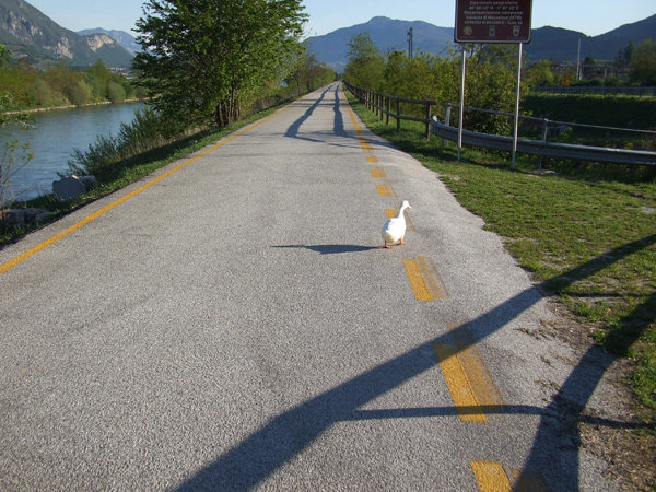 11. x fortuna qualche animale mi fa compagnia