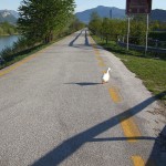 11. x fortuna qualche animale mi fa compagnia