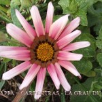 19- CARPENTRAS - LA GRAU DU  ROI