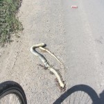 IMG_1609...mi reco al vicino Porto Suarez